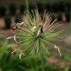 View the image: OLYMPUS - E-510 dSLR