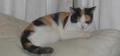 View the Album: cats
 2 images