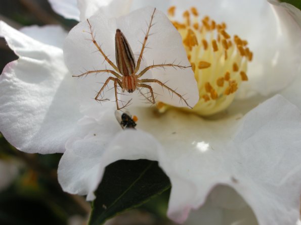 Spider