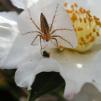 View the image: Spider