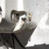View the image: Life and Death in Beaumaris #2