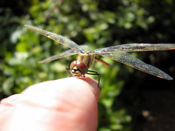Dragonfly on my Finger