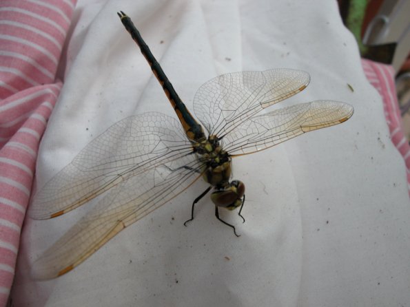 Dragonfly