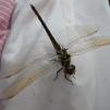View the image: Dragonfly