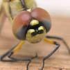 View the image: OLYMPUS DIGITAL CAMERA