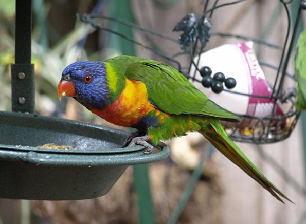 Rainbow Lorikeet at Silvan Lodge