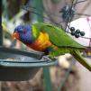View the image: Rainbow Lorikeet at Silvan Lodge