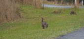 View the Album: Wildlife
 23 images