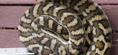 View the Album: Reptiles
 1 image