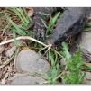View the image: Lace Monitor (aka Goanna)
Olympus E-30
