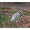 View the image: Brolga (Grus rubicunda)
Olympus E-30
