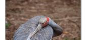 View the Album: healesville-w-s
 12 images