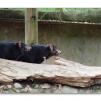 View the image: Tasmanian devil
Olympus E-30