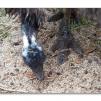 View the image: Emu
http://en.wikipedia.org/wiki/Emu
Olympus E-30