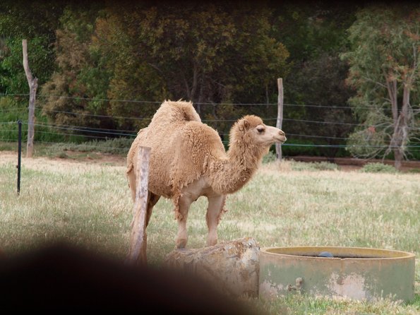 Dromedary camel - Olympus E-30