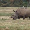 View the image: Rhinoceros - Olympus E-30