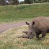 View the image: Rhinoceros - Olympus E-30