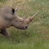 View the image: Rhinoceros - Olympus E-30