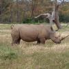 View the image: Rhinoceros - Olympus E-30