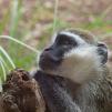View the image: Vervet monkey - Olympus E-30
Taken through thick glass