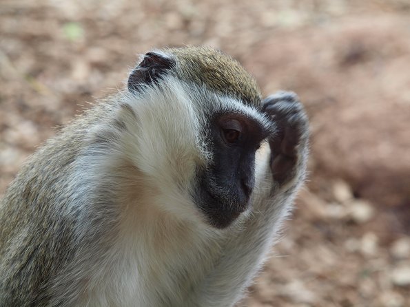 Vervet monkey - Olympus E-30
Taken through thick glass
