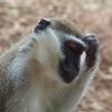 View the image: Vervet monkey - Olympus E-30
Taken through thick glass
