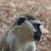 View the image: Vervet monkey - Olympus E-30
Taken through thick glass