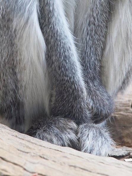 Vervet monkey - Olympus E-30
Taken through thick glass