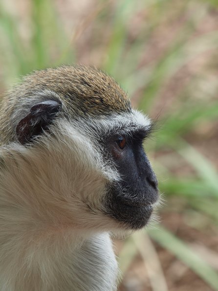 Vervet monkey - Olympus E-30
Taken through thick glass