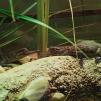 View the image: Crocodiles - Olympus E-30