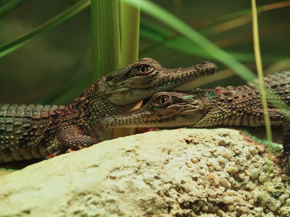 Crocodiles - Olympus E-30
