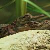 View the image: Crocodiles - Olympus E-30