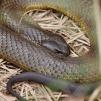 View the image: Tiger snake - Olympus E-30