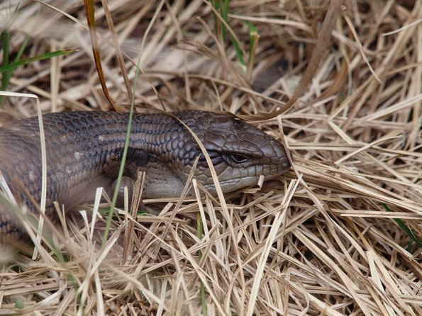 Blue tongue lizard - Olympus E-30