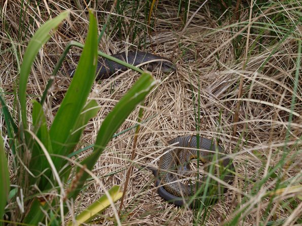 Tiger snake and Blue-tongue lizard - Olympus E-30