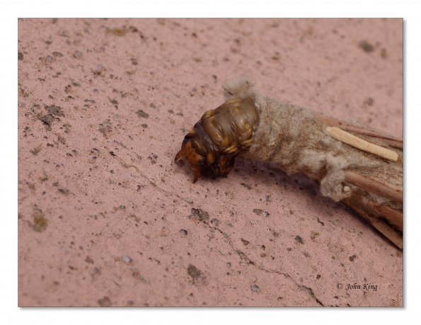 Saunder's case moth in cocoon
Olympus E-30