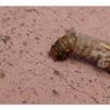 View the image: Saunder's case moth in cocoon
Olympus E-30