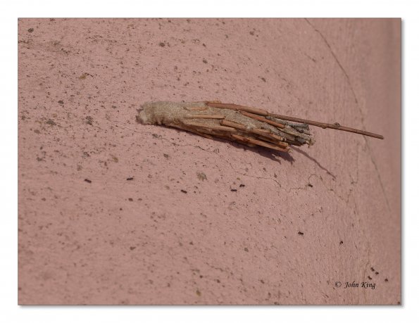 Saunder's case moth in cocoon
Olympus E-30