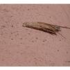 View the image: Saunder's case moth in cocoon
Olympus E-30