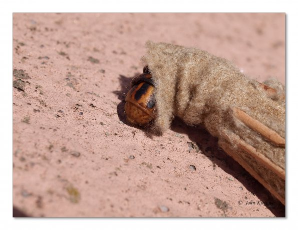 Saunder's case moth in cocoon
Olympus E-30