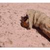View the image: Saunder's case moth in cocoon
Olympus E-30