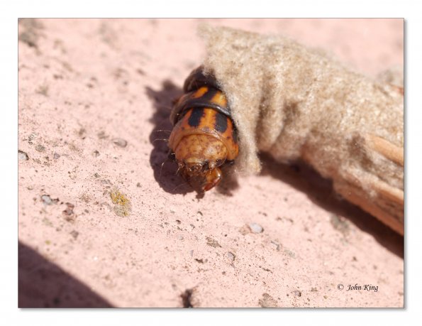 Saunder's case moth in cocoon
Olympus E-30