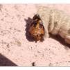 View the image: Saunder's case moth in cocoon
Olympus E-30