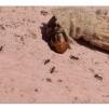 View the image: Saunder's case moth in cocoon
Olympus E-30