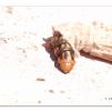 View the image: Saunder's case moth in cocoon
Olympus E-30
