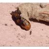 View the image: Saunder's case moth in cocoon
Olympus E-30
