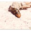 View the image: Saunder's case moth in cocoon
Olympus E-30