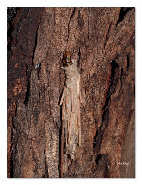 Saunder's case moth in cocoon
Olympus E-30