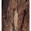 View the image: Saunder's case moth in cocoon
Olympus E-30