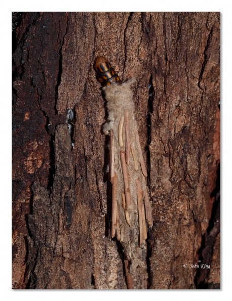 Saunder's case moth in cocoon
Olympus E-30